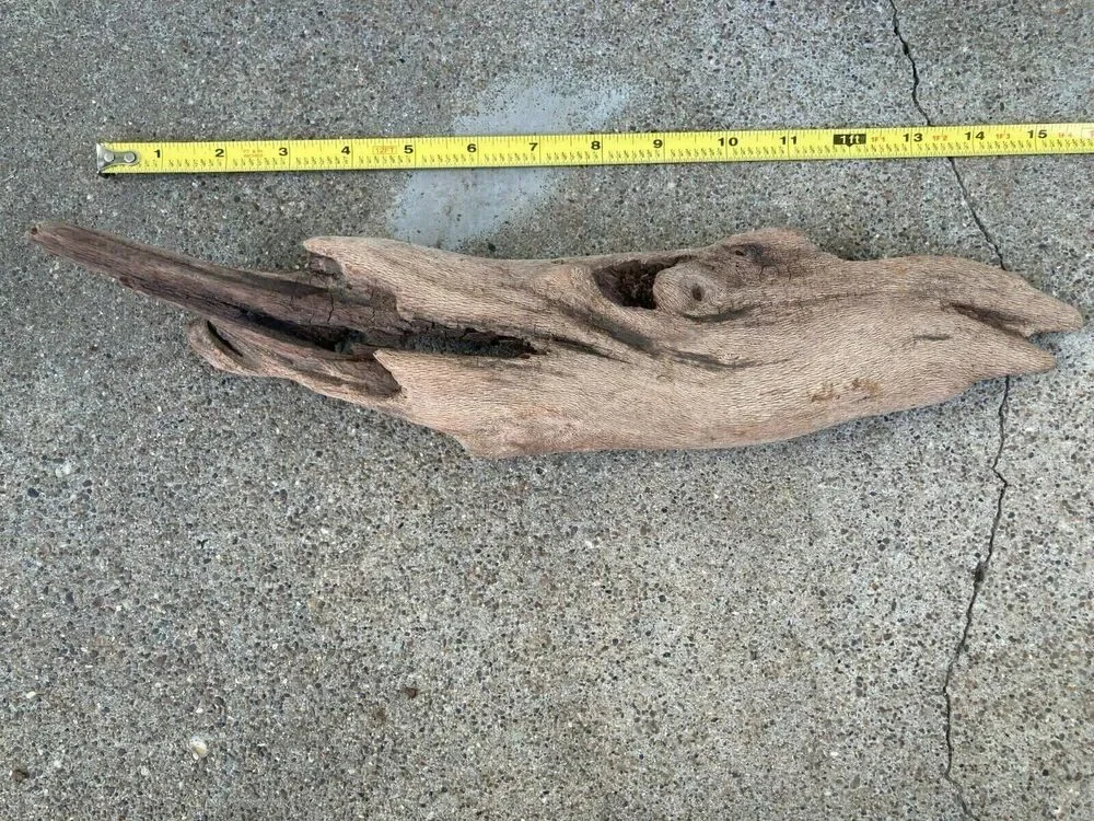 Ohio River Driftwood 15.5